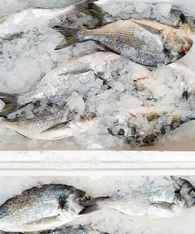 frozen-food-freight-on-ice